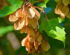 开云平台中国-3do@9鍍Kl€綻KE梣?1的简单介绍